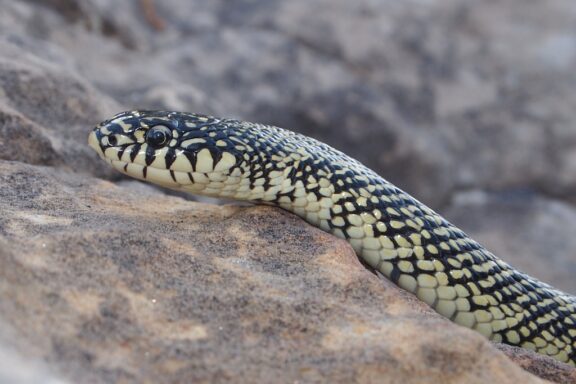 Colorado King Snake: Mountain Region Species