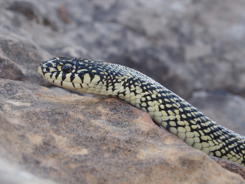 Colorado King Snake: Mountain Region Species