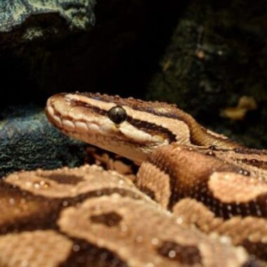 Common Ball Python Behaviors Explained