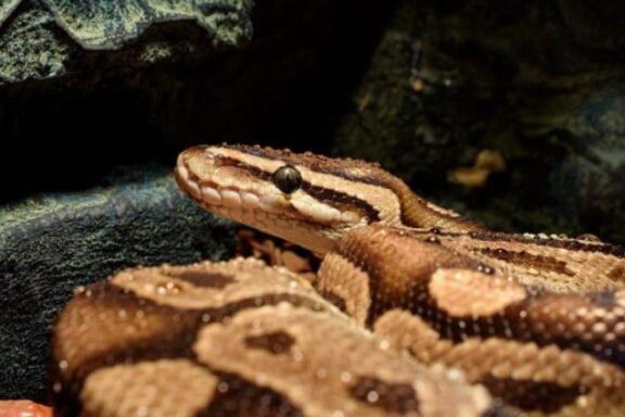 Common Ball Python Behaviors Explained