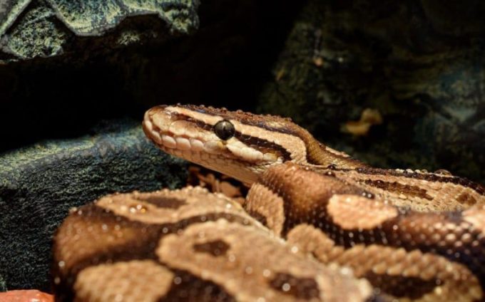 Common Ball Python Behaviors Explained