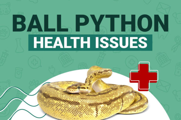 Common Ball Python Diseases and Treatments