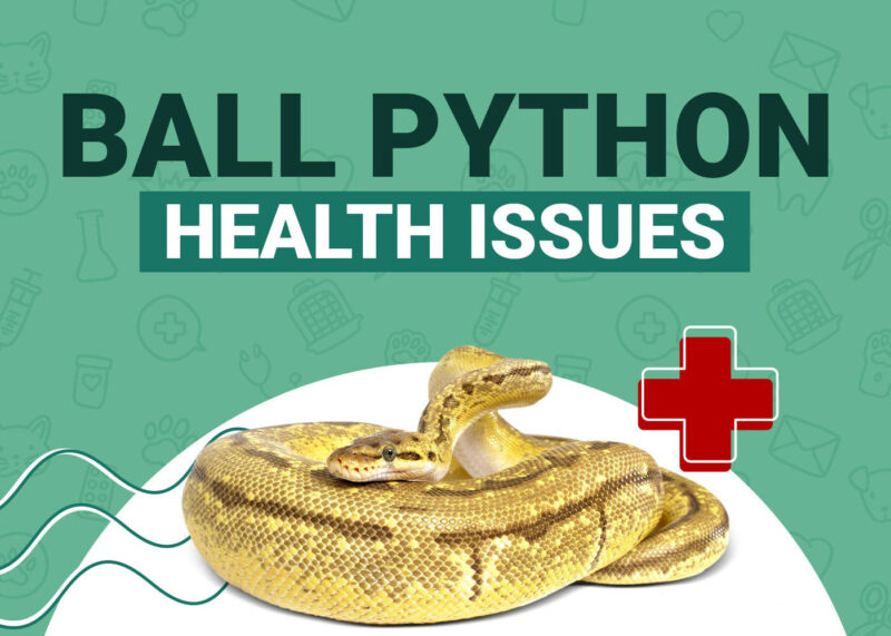 Common Ball Python Diseases and Treatments