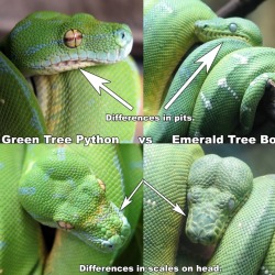 Common Diseases in Tree Boas: Prevention Guide