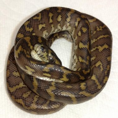 Common Health Issues in Carpet Pythons: Guide