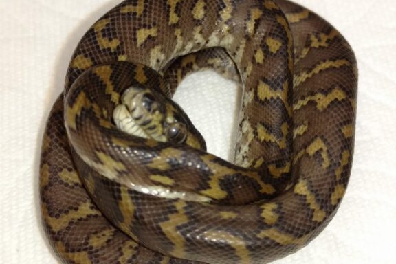 Common Health Issues in Carpet Pythons: Guide