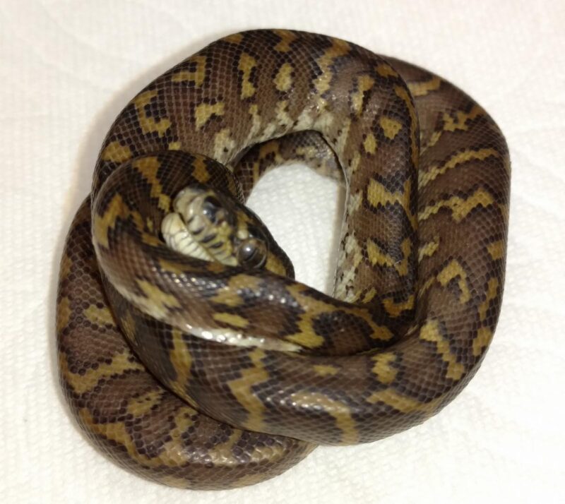 Common Health Issues in Carpet Pythons: Guide