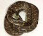 Common Health Issues in Carpet Pythons: Guide