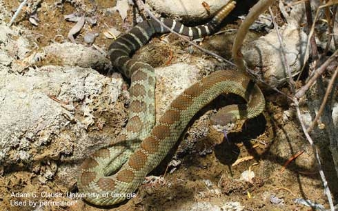 Common Health Issues in Pet Gopher Snakes: Prevention