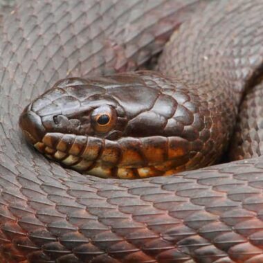 Common Water Snake Species: Regional Guide