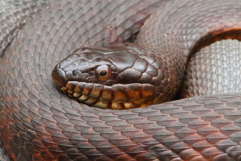 Common Water Snake Species: Regional Guide