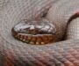 Common Water Snake Species: Regional Guide