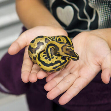 Comprehensive Ball Python Care Guide