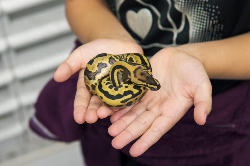 Comprehensive Ball Python Care Guide