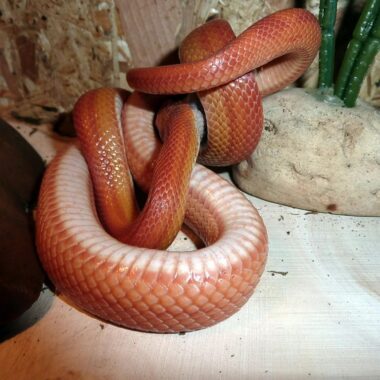 Comprehensive Corn Snake Care Guide