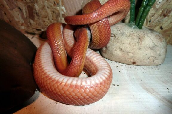 Comprehensive Corn Snake Care Guide