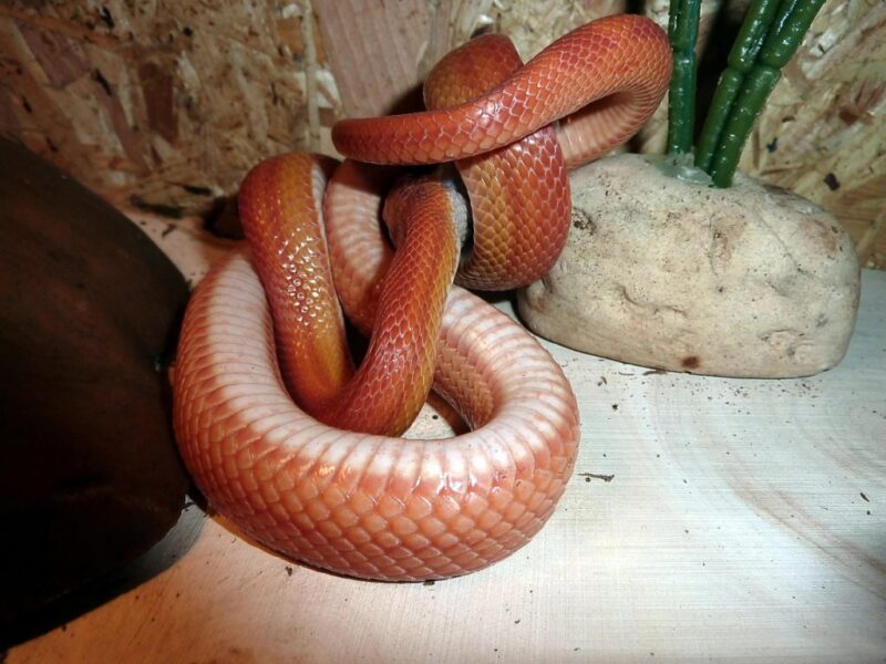 Comprehensive Corn Snake Care Guide