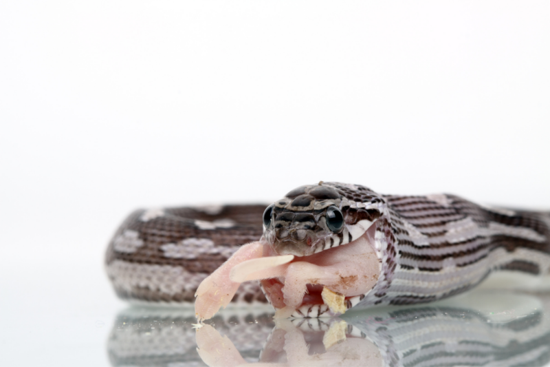 Comprehensive Corn Snake Feeding Guide