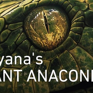 Conservation Efforts for Anacondas: Saving Giants