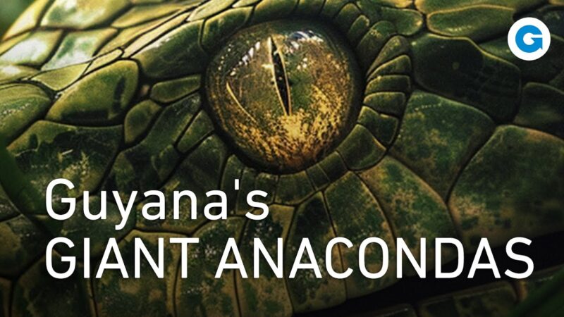 Conservation Efforts for Anacondas: Saving Giants