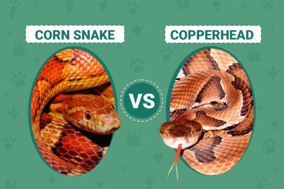 Copperhead vs Cottonmouth: Key Differences