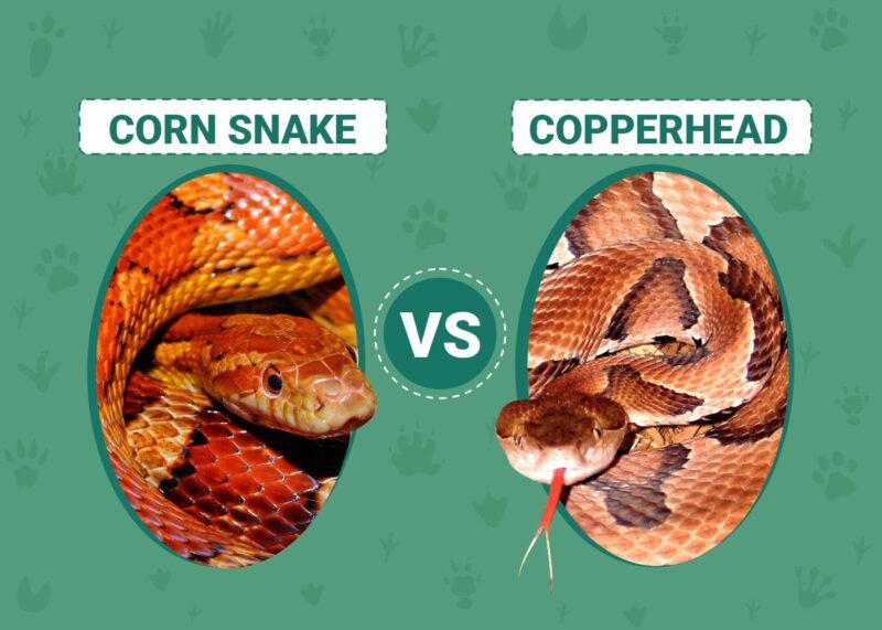 Copperhead vs Cottonmouth: Key Differences