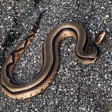 Copperhead vs Garter Snake: Identification Guide