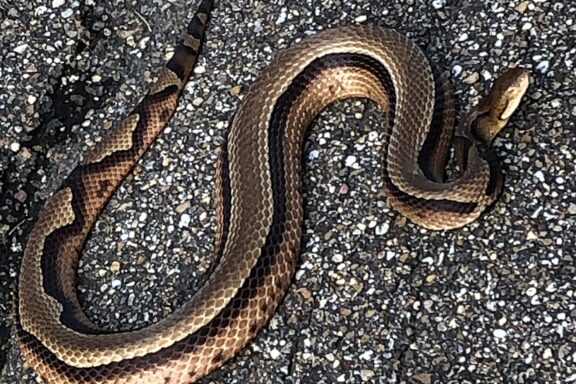 Copperhead vs Garter Snake: Identification Guide