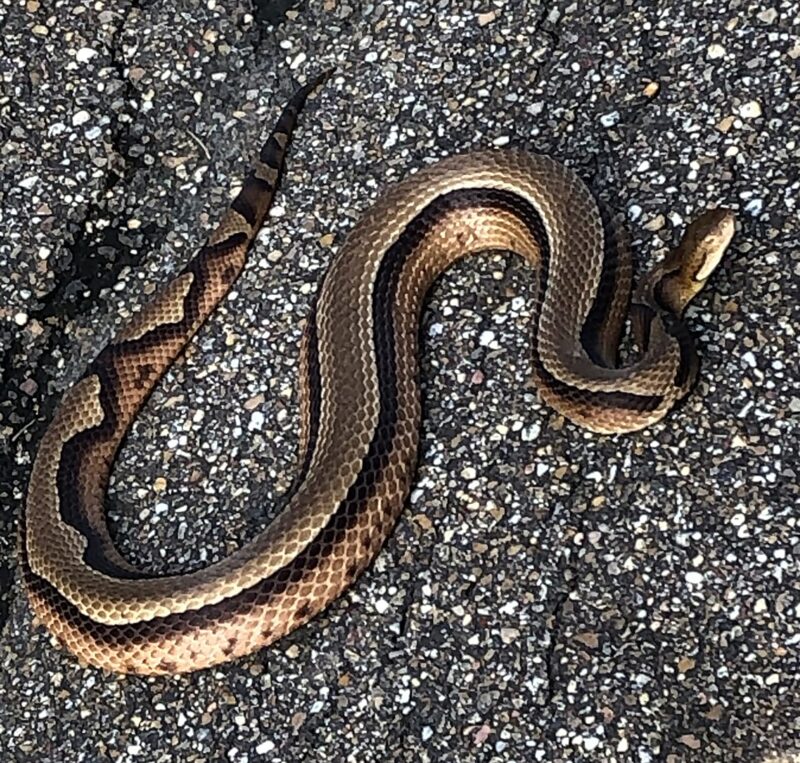 Copperhead vs Garter Snake: Identification Guide