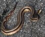 Copperhead vs Garter Snake: Identification Guide