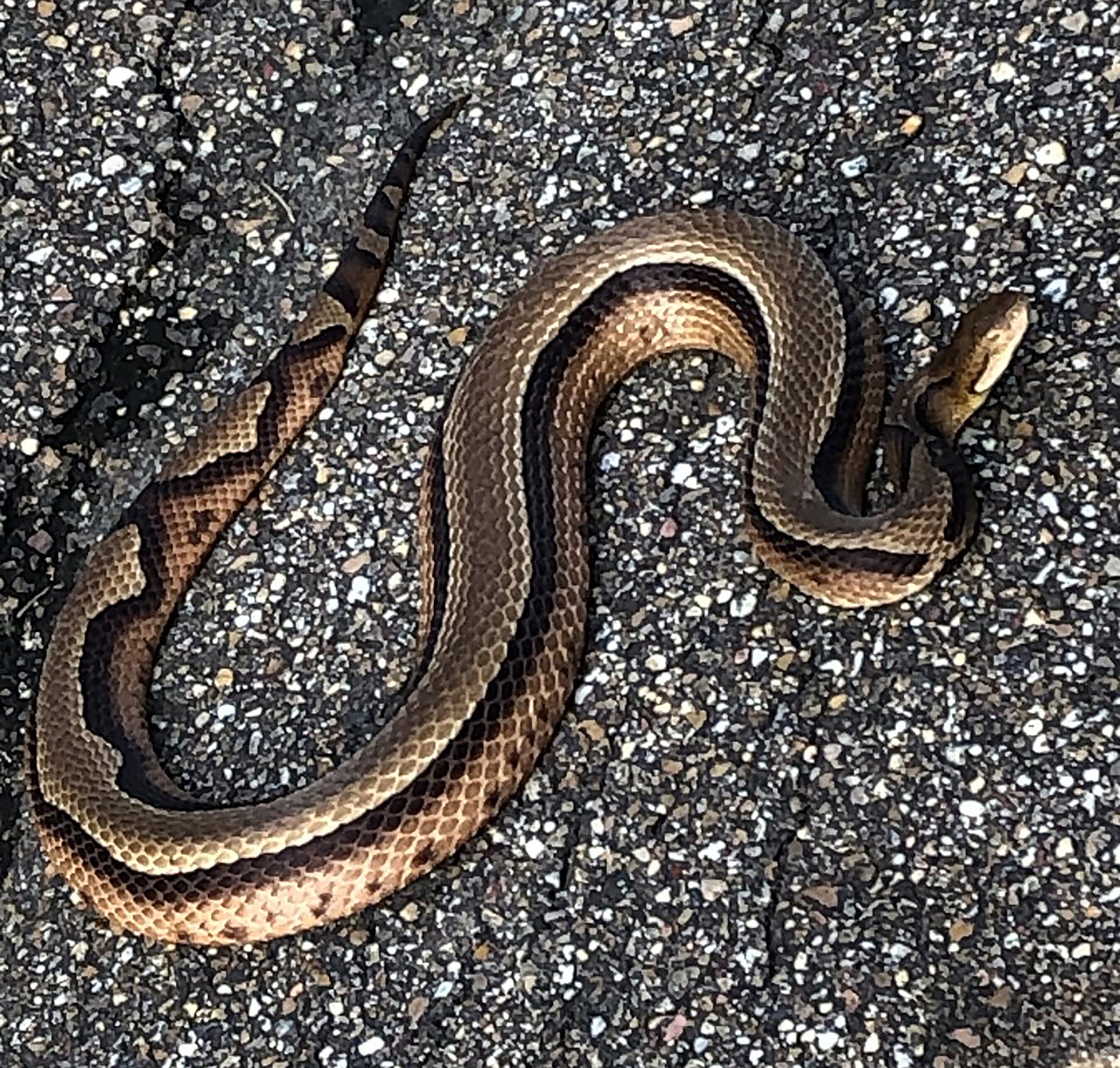 Copperhead vs Garter Snake Identification Guide