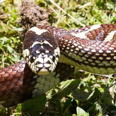 Copperhead vs King Snake: Species Guide