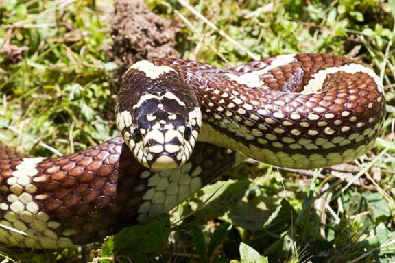 Copperhead vs King Snake: Species Guide