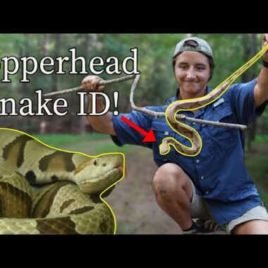 Copperhead vs Milk Snake: Identification Tips