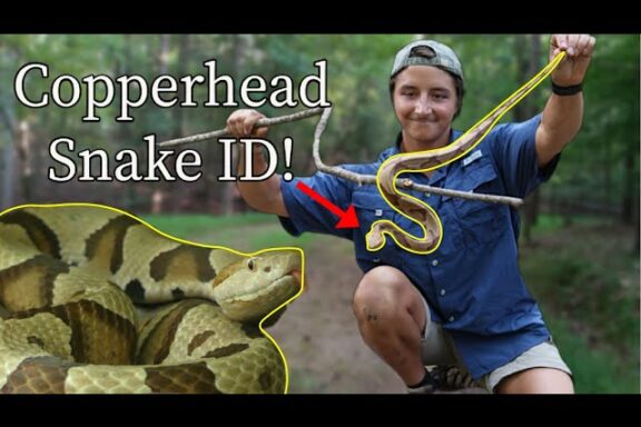 Copperhead vs Milk Snake: Identification Tips