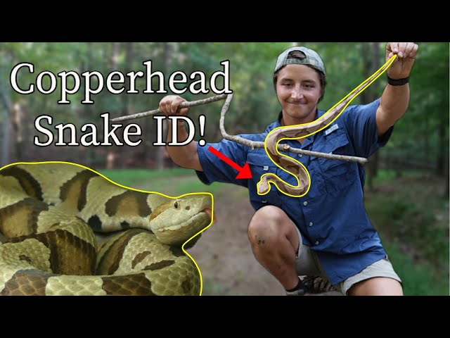 Copperhead vs Milk Snake: Identification Tips