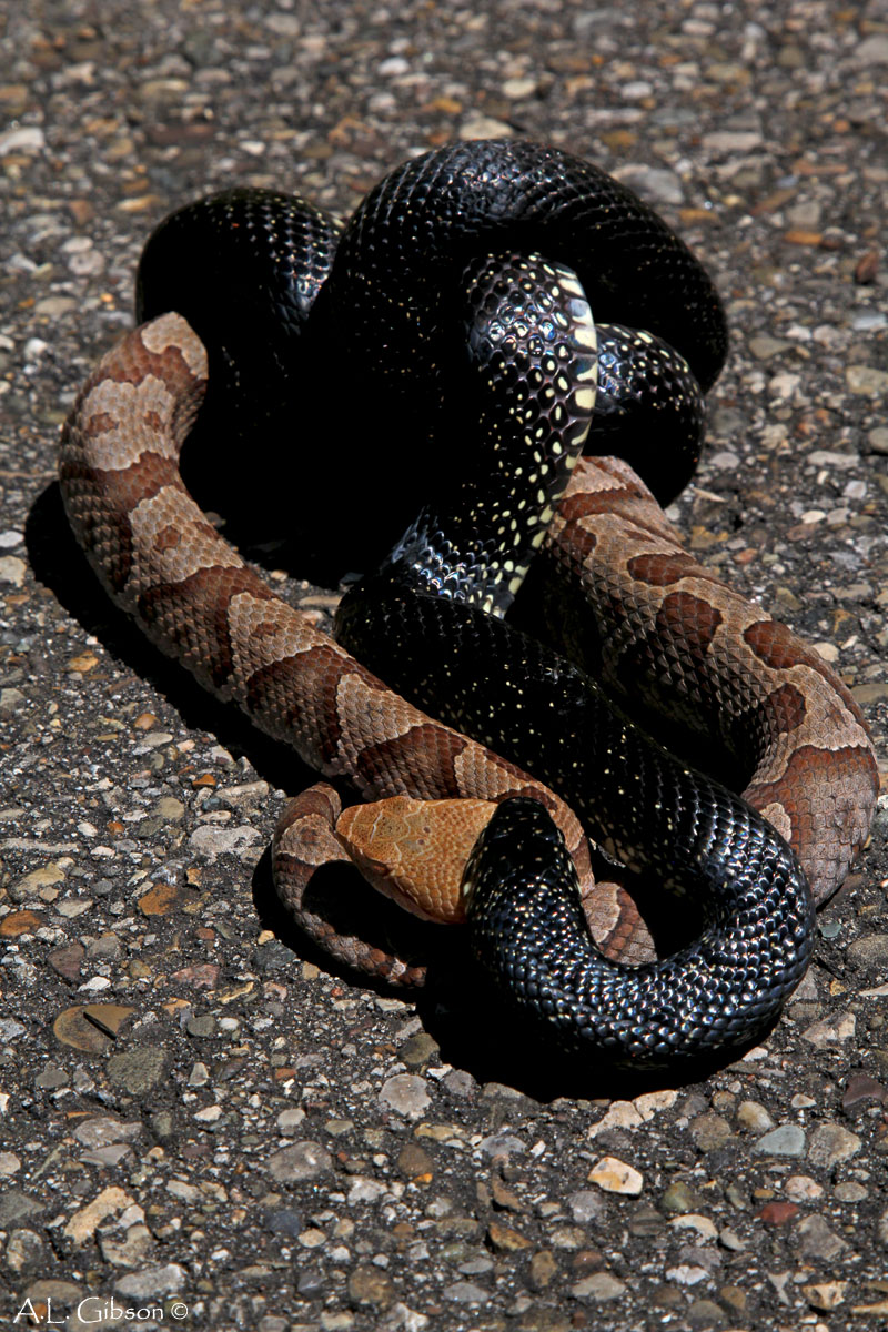 Copperhead vs Rat Snake: Species Comparison