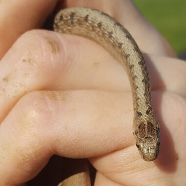 Copperhead vs Water Snake: Visual Guide