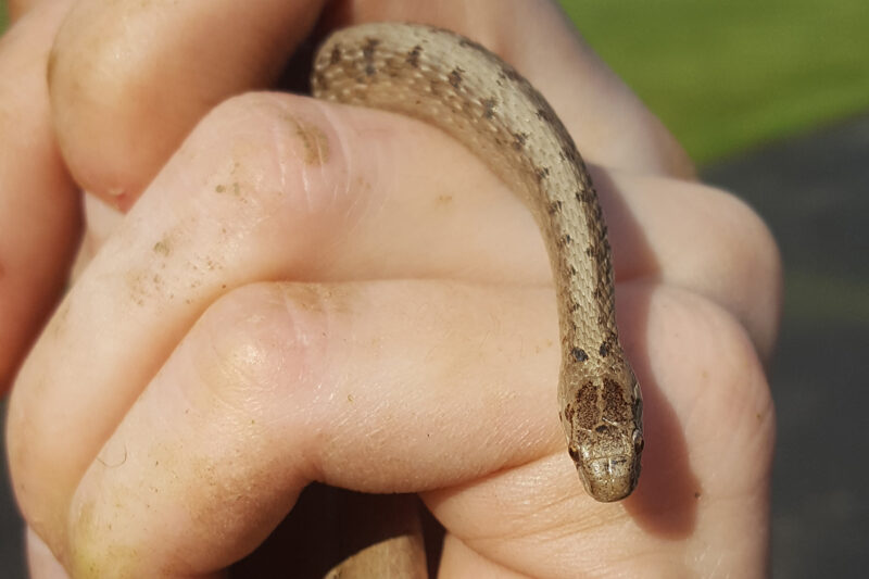 Copperhead vs Water Snake: Visual Guide