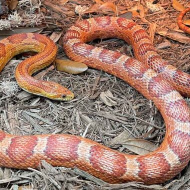 Corn Snake Cost: What to Expect