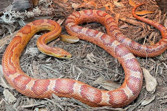 Corn Snake Cost: What to Expect