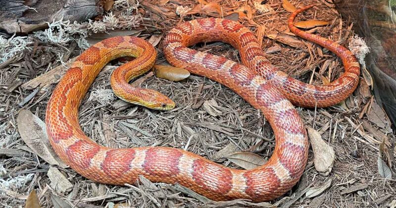 Corn Snake Cost: What to Expect