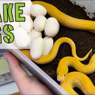 Corn Snake Eggs: Incubation and Care