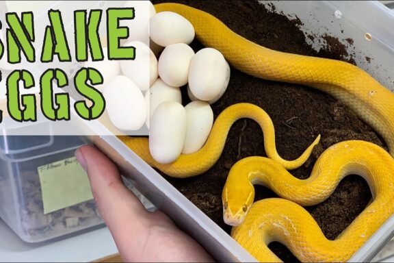 Corn Snake Eggs: Incubation and Care