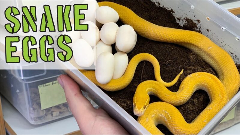 Corn Snake Eggs: Incubation and Care