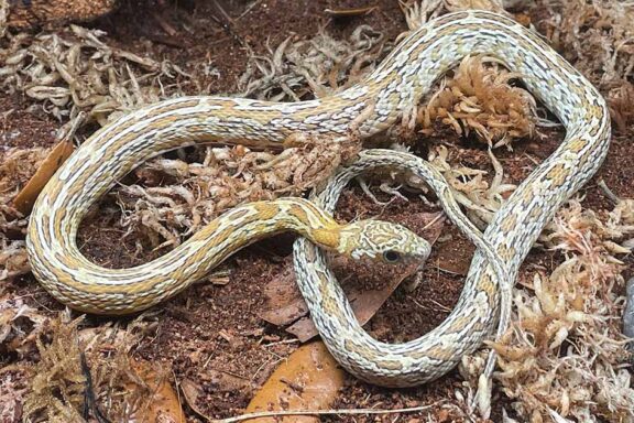 Corn Snake Feeding Chart: What and When to Feed