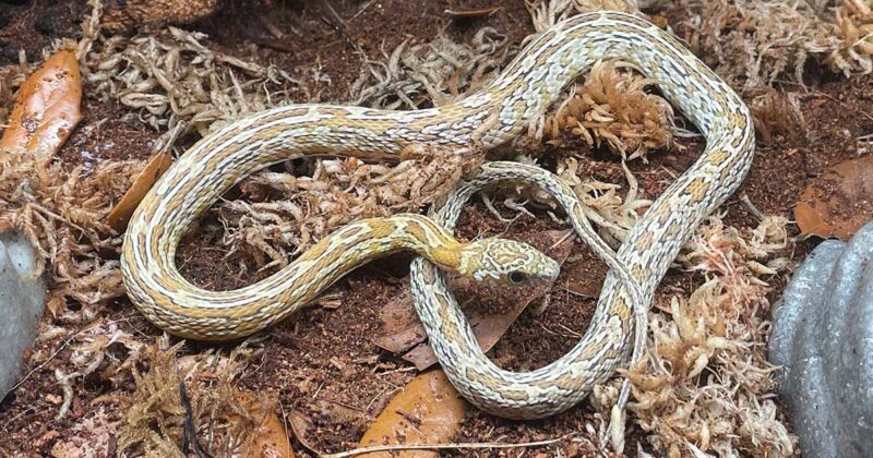 Corn Snake Feeding Chart: What and When to Feed