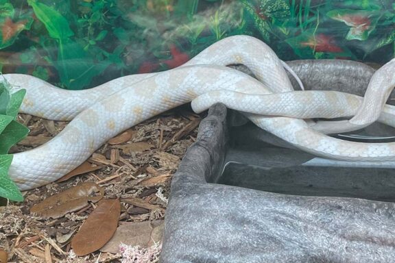 Corn Snake Lifespan in Captivity: What to Expect