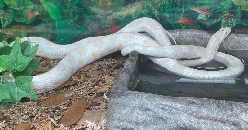 Corn Snake Lifespan in Captivity: What to Expect