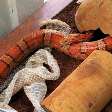 Corn Snake Shedding: What to Expect